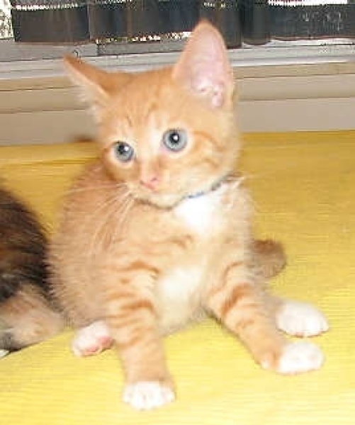 [picture of Arabella, a Domestic Short Hair orange tabby/white cat]