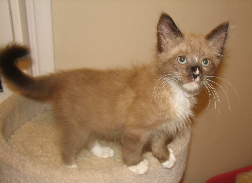 [picture of Ted E. Bear, a Siamese/Domestic Long Hair-x chocolate/white cat]