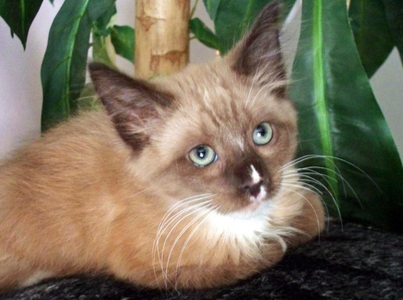 [picture of Ted E. Bear, a Siamese/Domestic Long Hair-x chocolate/white cat]