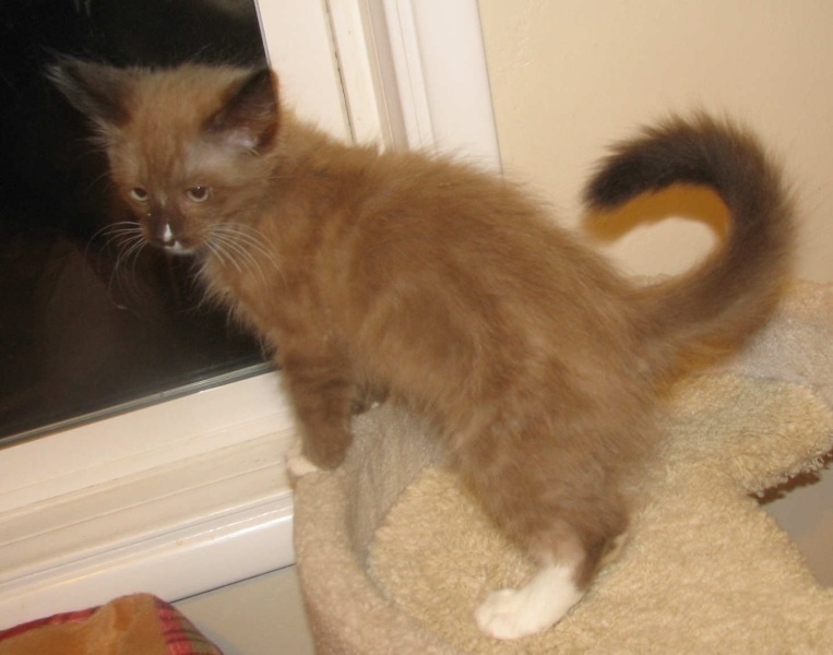 [picture of Ted E. Bear, a Siamese/Domestic Long Hair-x chocolate/white cat]