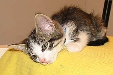 [picture of Winston AKA Sonny, a Domestic Short Hair tabby/white cat]