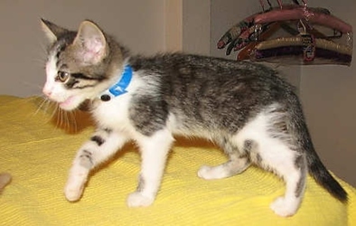 [picture of Winston AKA Sonny, a Domestic Short Hair tabby/white cat]