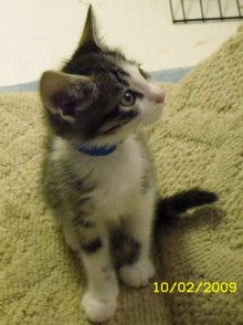 [picture of Winston AKA Sonny, a Domestic Short Hair tabby/white\ cat] 