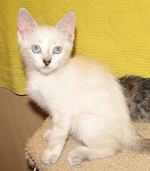 [picture of Wanda, a Siamese/Domestic Medium Hair-x lilac point cat]