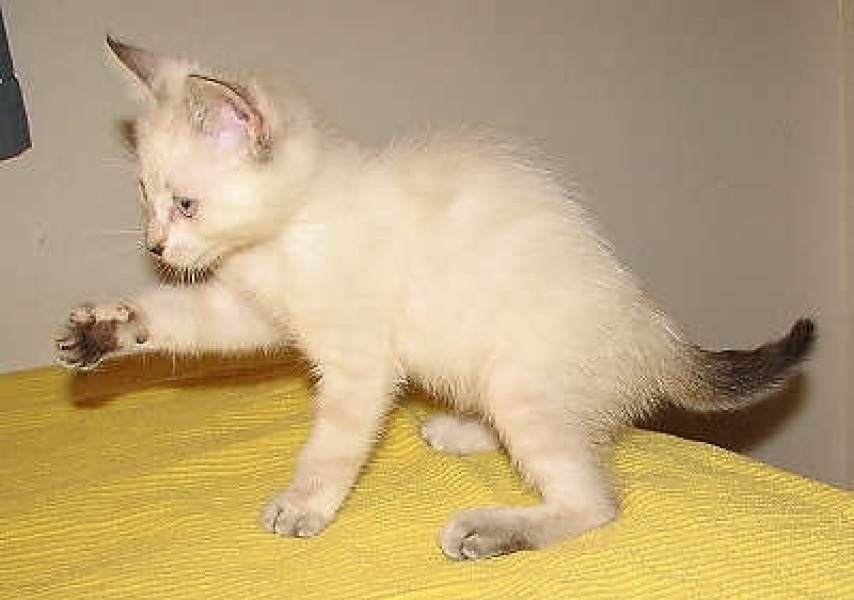 [picture of Wanda, a Siamese/Domestic Medium Hair-x lilac point cat]