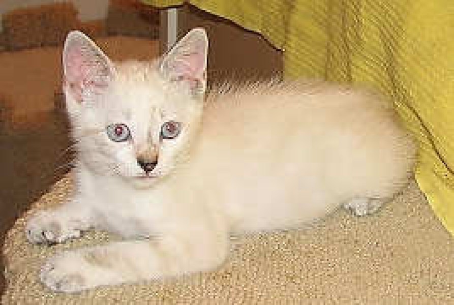 [picture of Wanda, a Siamese/Domestic Medium Hair-x lilac point cat]