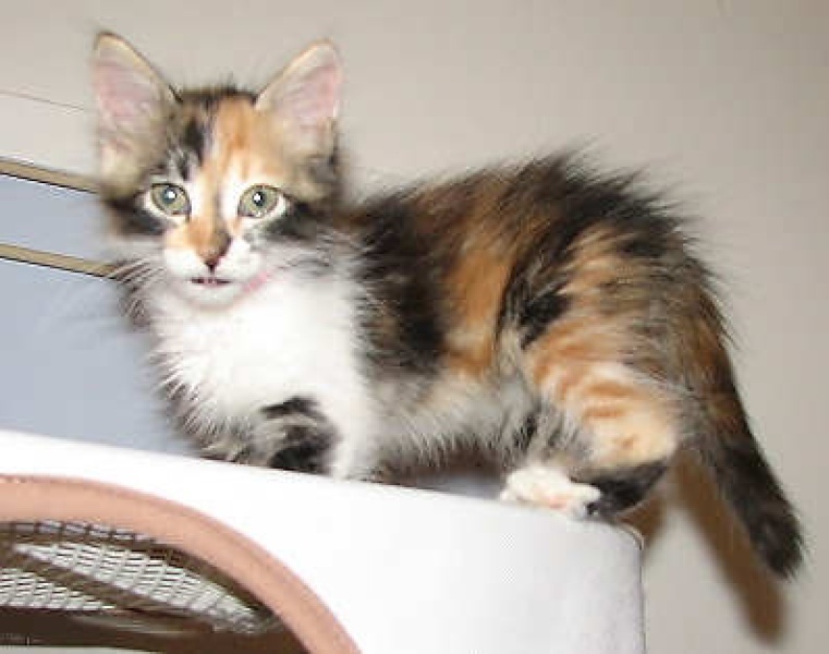 [picture of Windy, a Domestic Medium Hair calico cat]