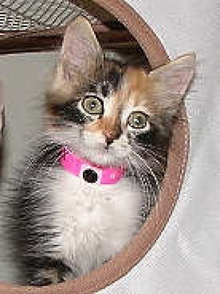 [picture of Windy, a Domestic Medium Hair calico cat]