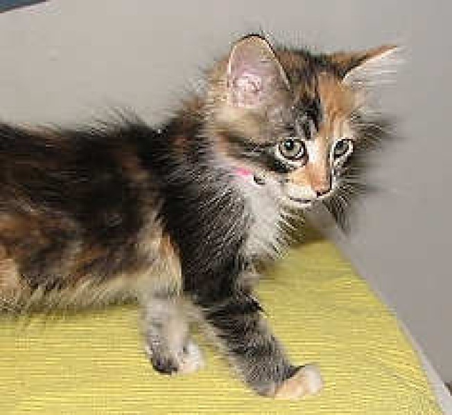 [picture of Windy, a Domestic Medium Hair calico cat]