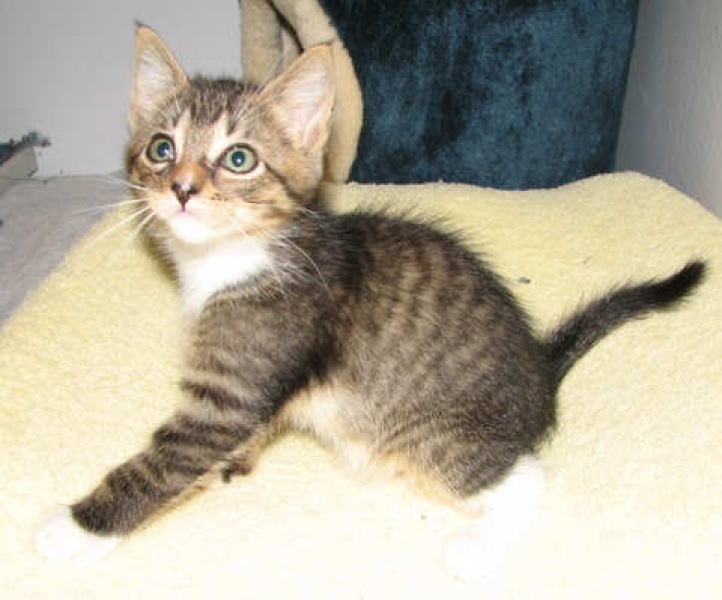 black short haired tabby cat black short haired tabby cat