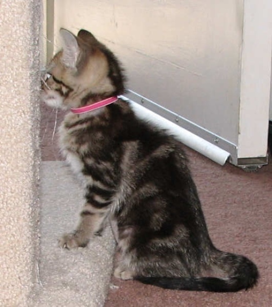 [picture of Lexi, a Domestic Short Hair brown classic tabby cat]