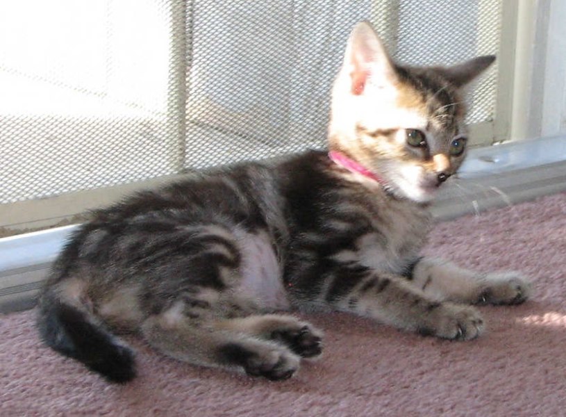 [picture of Lexi, a Domestic Short Hair brown classic tabby cat]