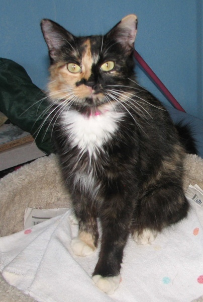 ADOPTED: #NS03462: Tabitha