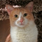 A picture of #NS03464: Kairi FKA Tanya a Domestic Short Hair buff/white