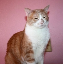 [picture of Kairi, a Domestic Short Hair buff/white cat]