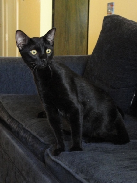 [picture of Maurice, a Domestic Short Hair black cat]