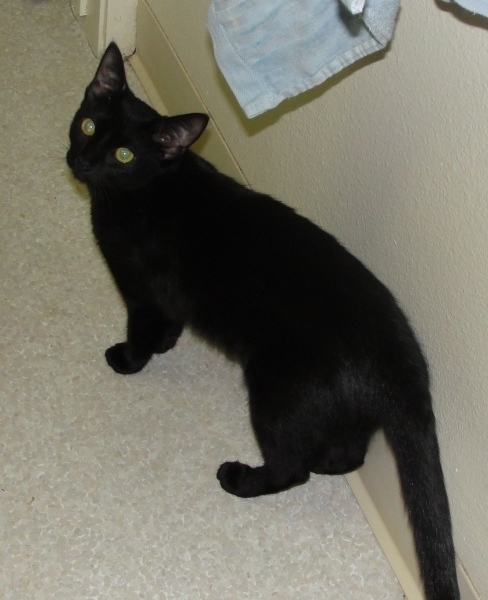 [picture of Marzipan, a Domestic Short Hair black cat]