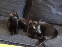 [picture of Marzipan, a Domestic Short Hair black cat]