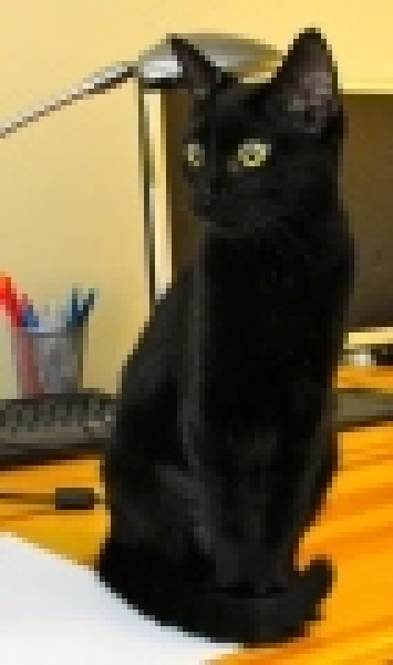 [picture of Marzipan, a Domestic Short Hair black cat]