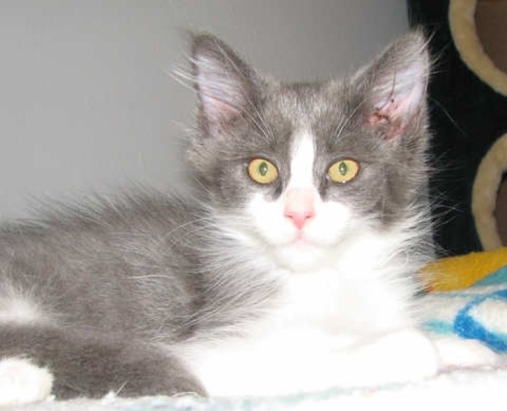[picture of Billy, a Domestic Medium Hair gray/white cat]