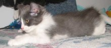 [picture of Billy, a Domestic Medium Hair gray/white cat]