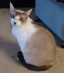 [another picture of Serafina, a Siamese/Domestic Short Hair-x lilac point\ cat] 