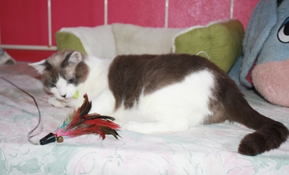 [picture of Serafina, a Siamese/Domestic Short Hair-x lilac point cat]