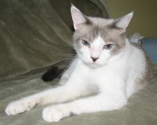 [picture of Serafina, a Siamese/Domestic Short Hair-x lilac point\ cat] 