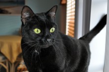 [another picture of Frankie, a Domestic Short Hair black\ cat] 