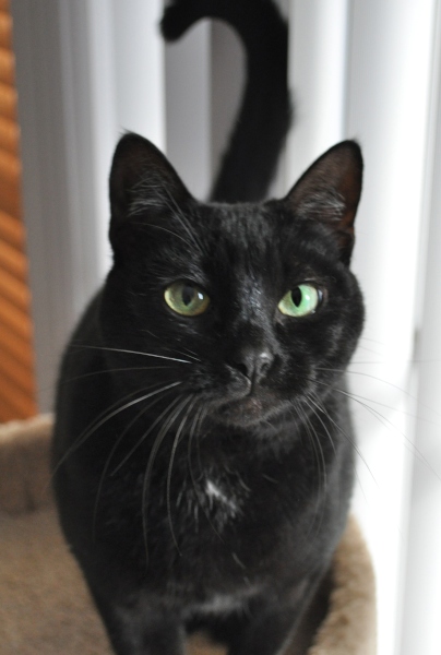 [picture of Frankie, a Domestic Short Hair black cat]