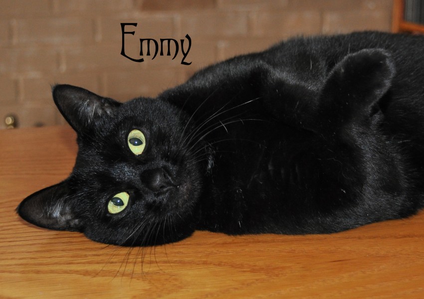 [picture of Frankie, a Domestic Short Hair black cat]
