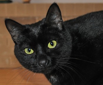 [picture of Frankie, a Domestic Short Hair black\ cat] 