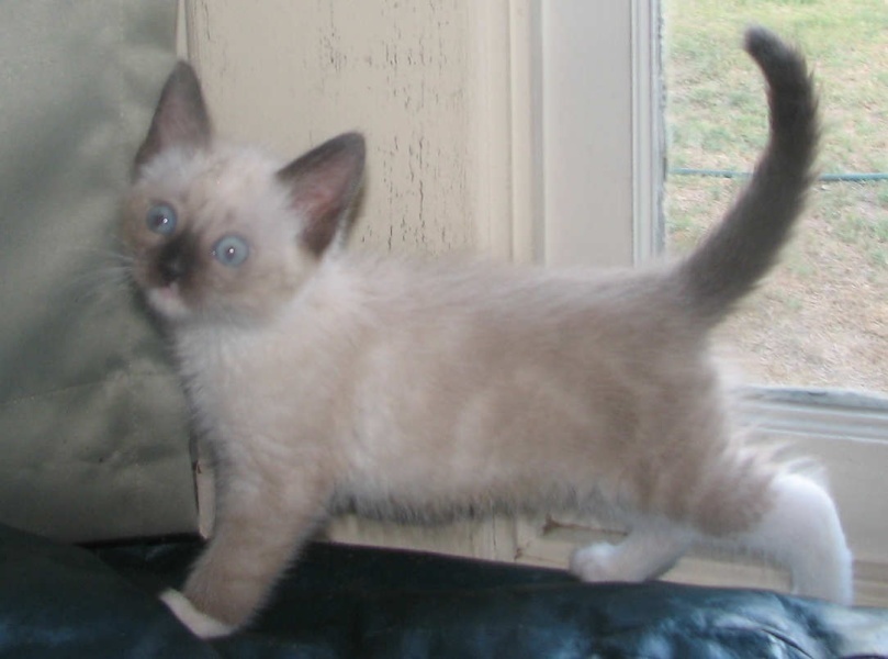 [picture of Bunny, a Snowshoe-x  cat]