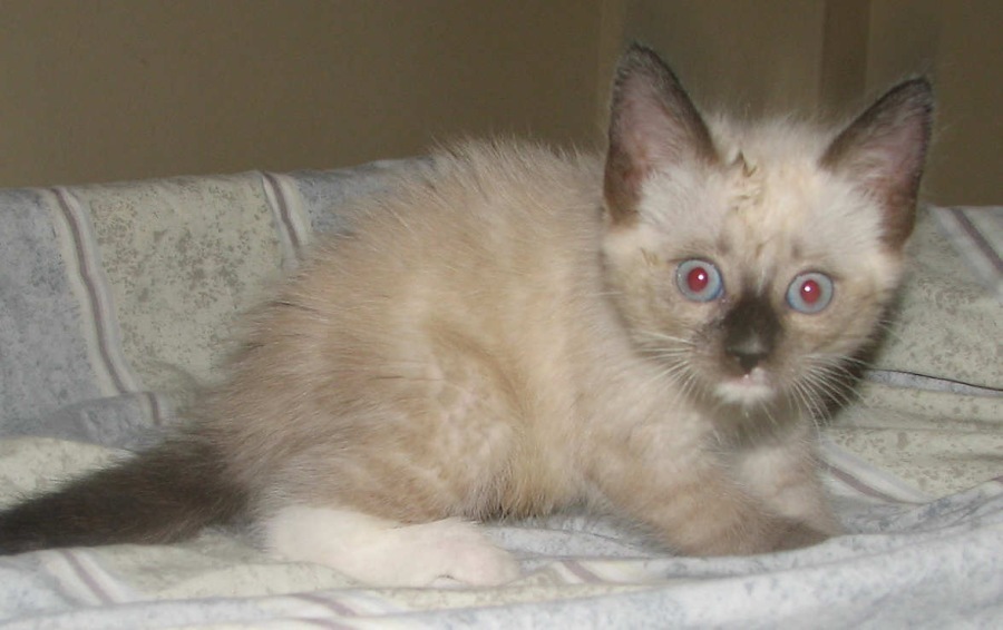 [picture of Bunny, a Snowshoe-x  cat]