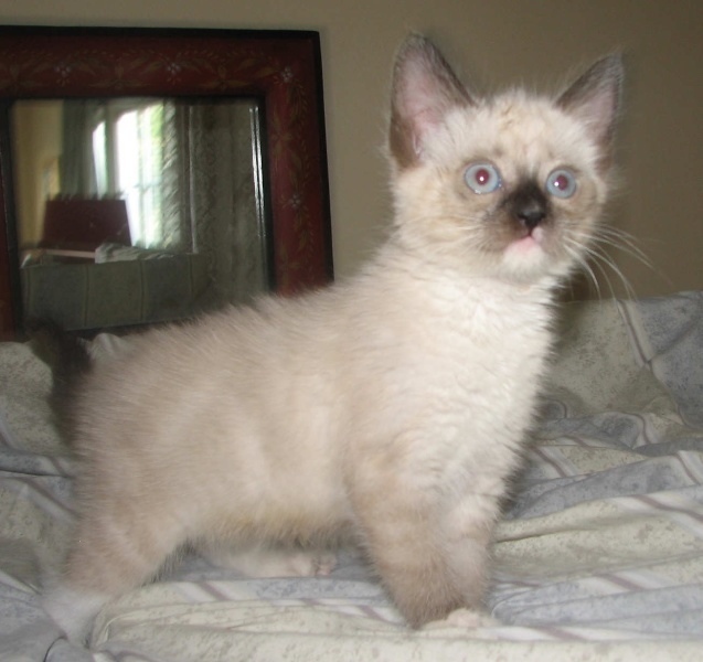 [picture of Bunny, a Snowshoe-x  cat]