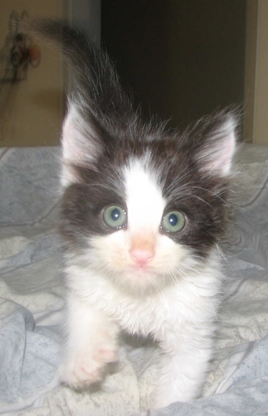 [picture of Harry, a Domestic Medium Hair black/white cat]