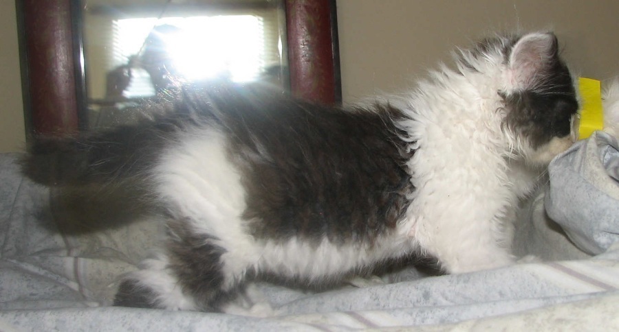 [picture of Harry, a Domestic Medium Hair black/white cat]