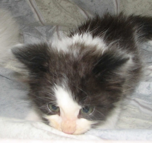 [picture of Harry, a Domestic Medium Hair black/white cat]