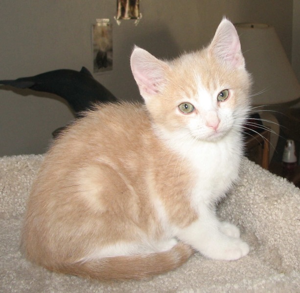 [picture of Cody, a Domestic Short Hair buff/white cat]