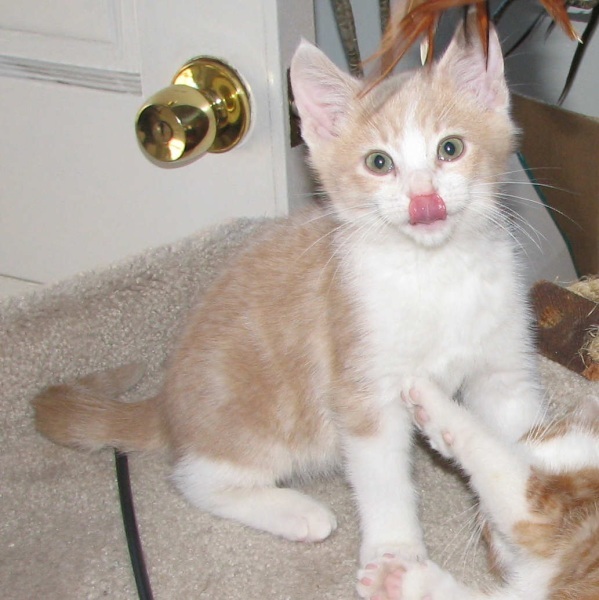 [picture of Cody, a Domestic Short Hair buff/white cat]