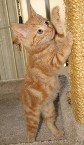 [picture of Candy, a Domestic Short Hair classic orange tabby cat]