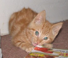 [picture of Candy, a Domestic Short Hair classic orange tabby cat]