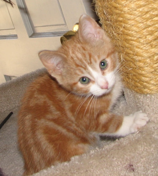 [picture of C.j., a Domestic Short Hair classic orange tabby/white cat]