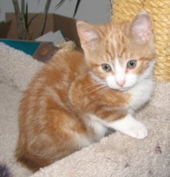 [picture of C.j., a Domestic Short Hair classic orange tabby/white cat]