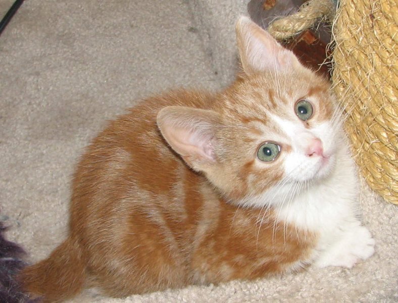 [picture of C.j., a Domestic Short Hair classic orange tabby/white cat]