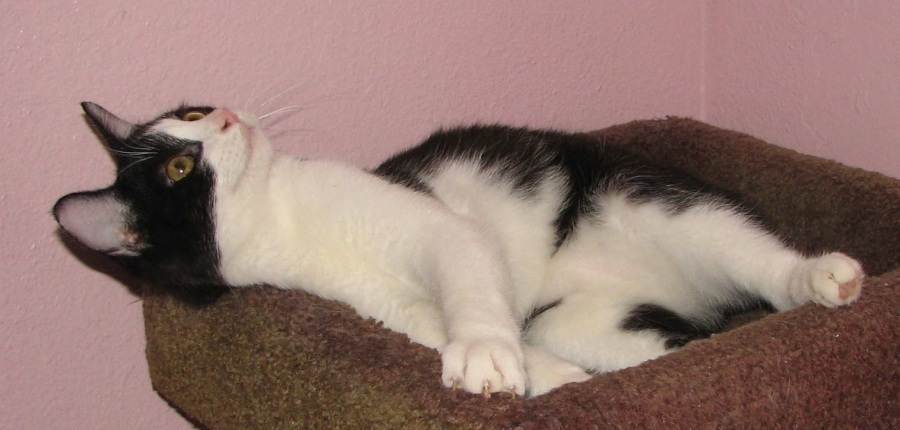 [picture of Prince, a Manx-x black/white cat]