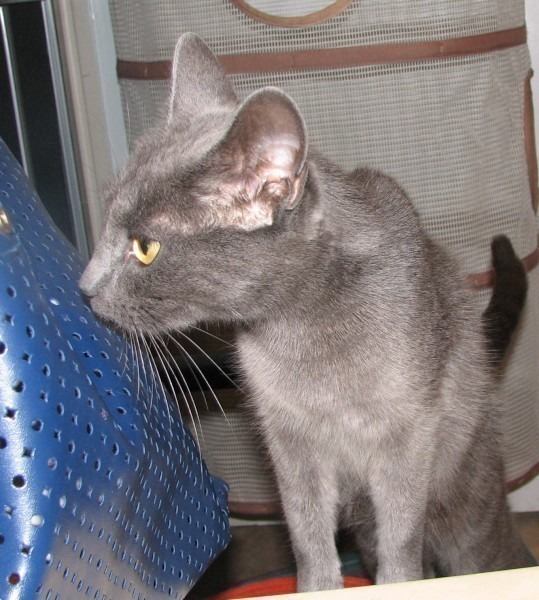 [picture of Holly, a Domestic Short Hair gray cat]