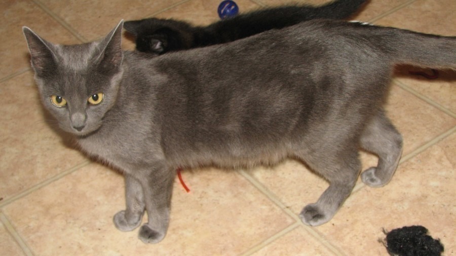 [picture of Holly, a Domestic Short Hair gray cat]