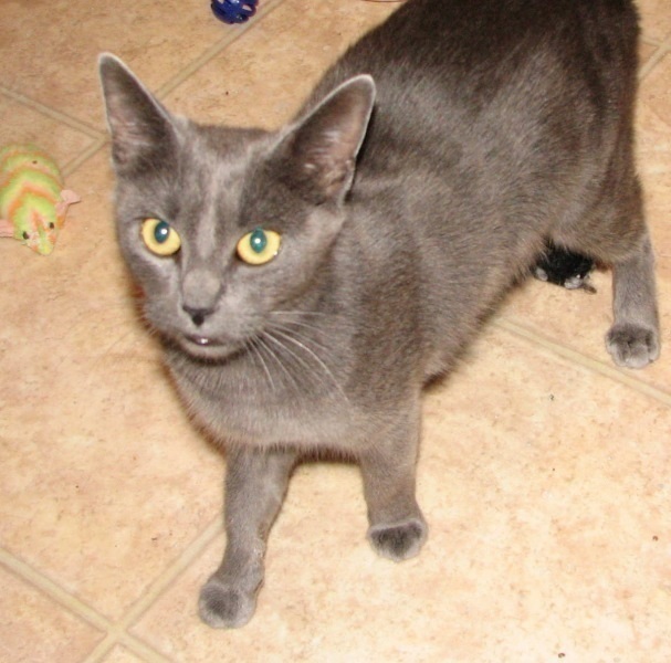 [picture of Holly, a Domestic Short Hair gray cat]