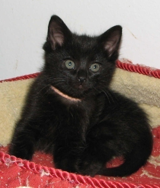 [picture of Ivy, a Domestic Short Hair black cat]